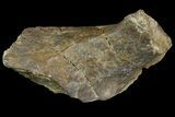 Permian Amphibian Fossil Bone - Texas #153756-2